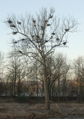 great blue heron nests in tree