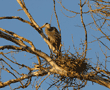 great blue heron and nest in early-morning light