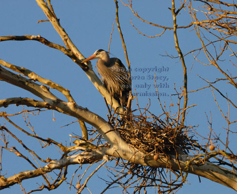 great blue heron and nest in early-morning light