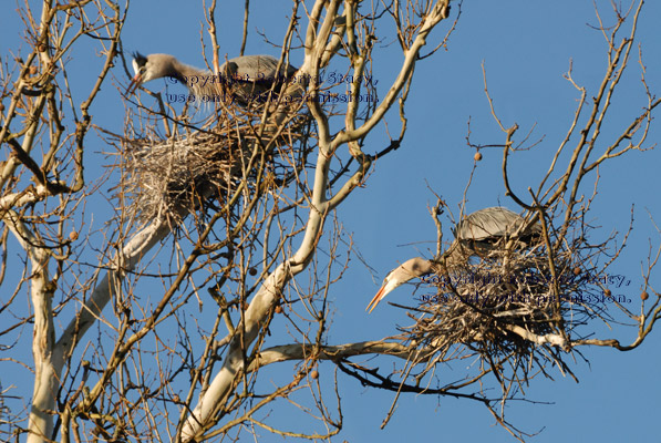 great blue herons on nests in tree