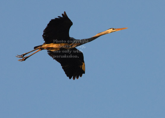 great blue heron flying shortly after dawn