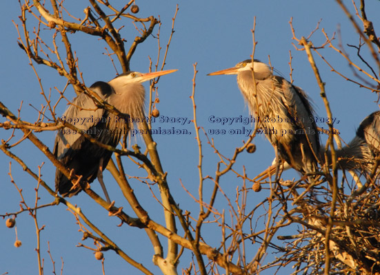 two great blue herons in nesting tree shortly after dawn