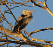 great blue heron on tree branch shortly after sunrise