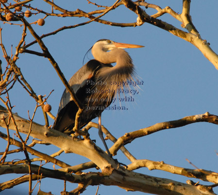 great blue heron on tree branch shortly after sunrise