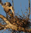 great blue heron at nest in early-morning light