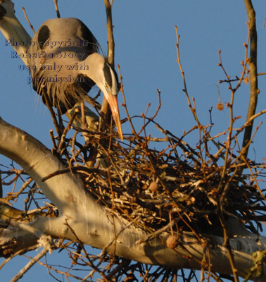 great blue heron at nest in early-morning light