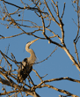 great blue heron in tree at rookery/heronry