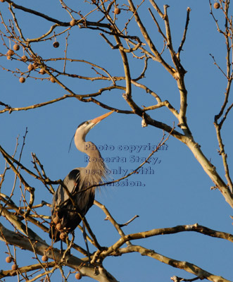 great blue heron in tree at rookery/heronry