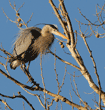 great blue heron on tree-branch perch at heronry/rookery