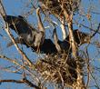 pair of great blue herons on nest