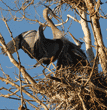 great blue heron pair on nest