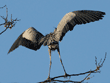 great blue heron standing on branch with wings spread, rear view