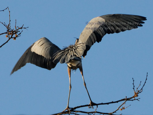 great blue heron standing on branch with wings spread, rear view