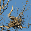 great blue heron on nest with bill pointed upward