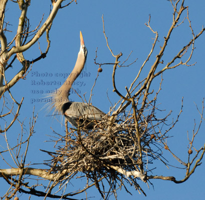 great blue heron on nest with bill pointed upward