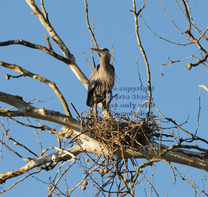 great blue heron standing at nest on tree branch