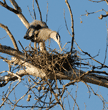 great blue heron at nest