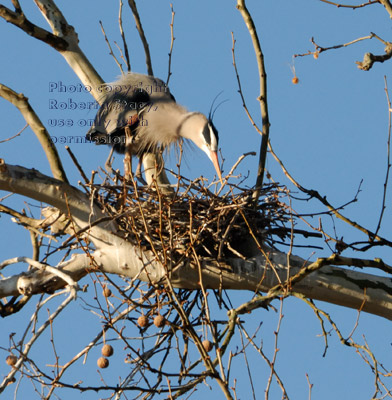 great blue heron at nest