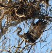 great blue heron in tree standing below nest