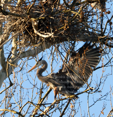 great blue heron in tree standing below nest