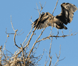 great blue heron standing on branch and looking down at nest