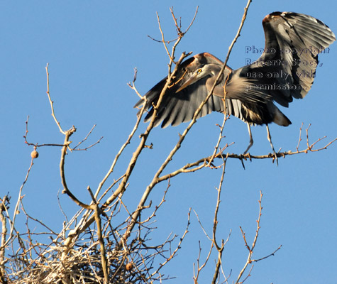 great blue heron standing on branch and looking down at nest