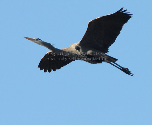 flying great blue heron