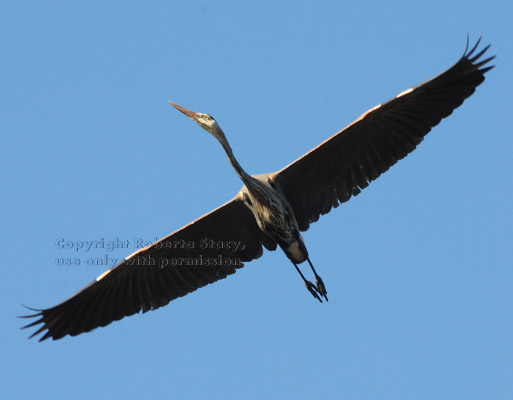 great blue heron flying overhead