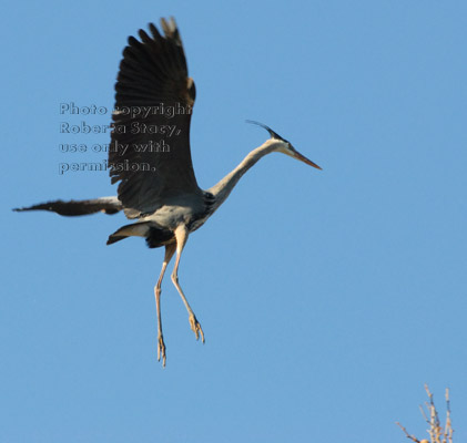 great blue heron about to land on tree branch