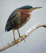 green heron