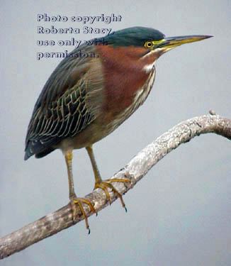 green heron