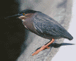 green heron