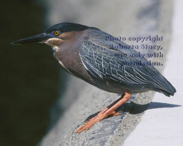 green heron