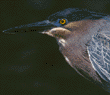 green heron