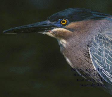 green heron