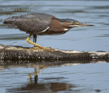 green heron