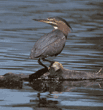 green heron