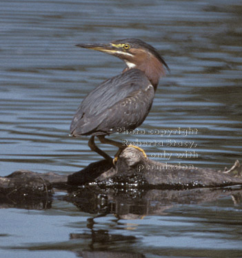 green heron