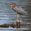 green heron