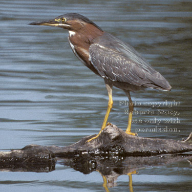 green heron