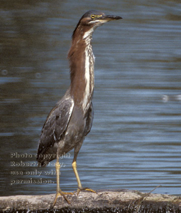 green heron