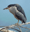 black-crowned night heron