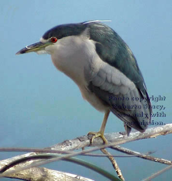 black-crowned night heron