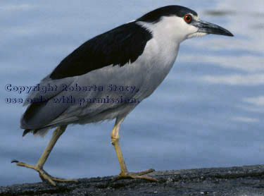 black-crowned night heron