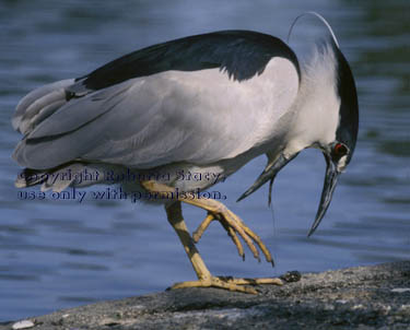 black-crowned night heron