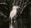 black-crowned night heron