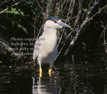 black-crowned night heron