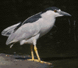 black-crowned night heron