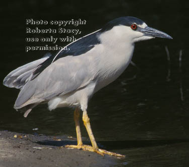 black-crowned night heron