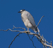 black-crowned night heron